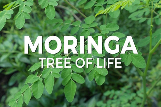Discover the Secrets of Moringa: A Nutritional and Cosmetic Marvel